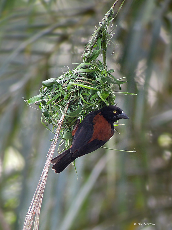 Chestnut-and-black Weaver photo