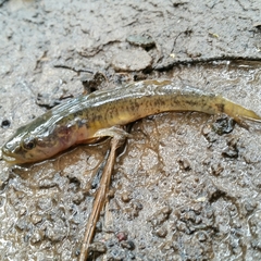 Philypnodon grandiceps