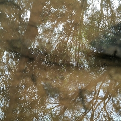 Philypnodon grandiceps