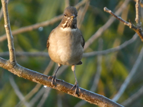 White-throated Thrush (Turdus assimilis), photo 3