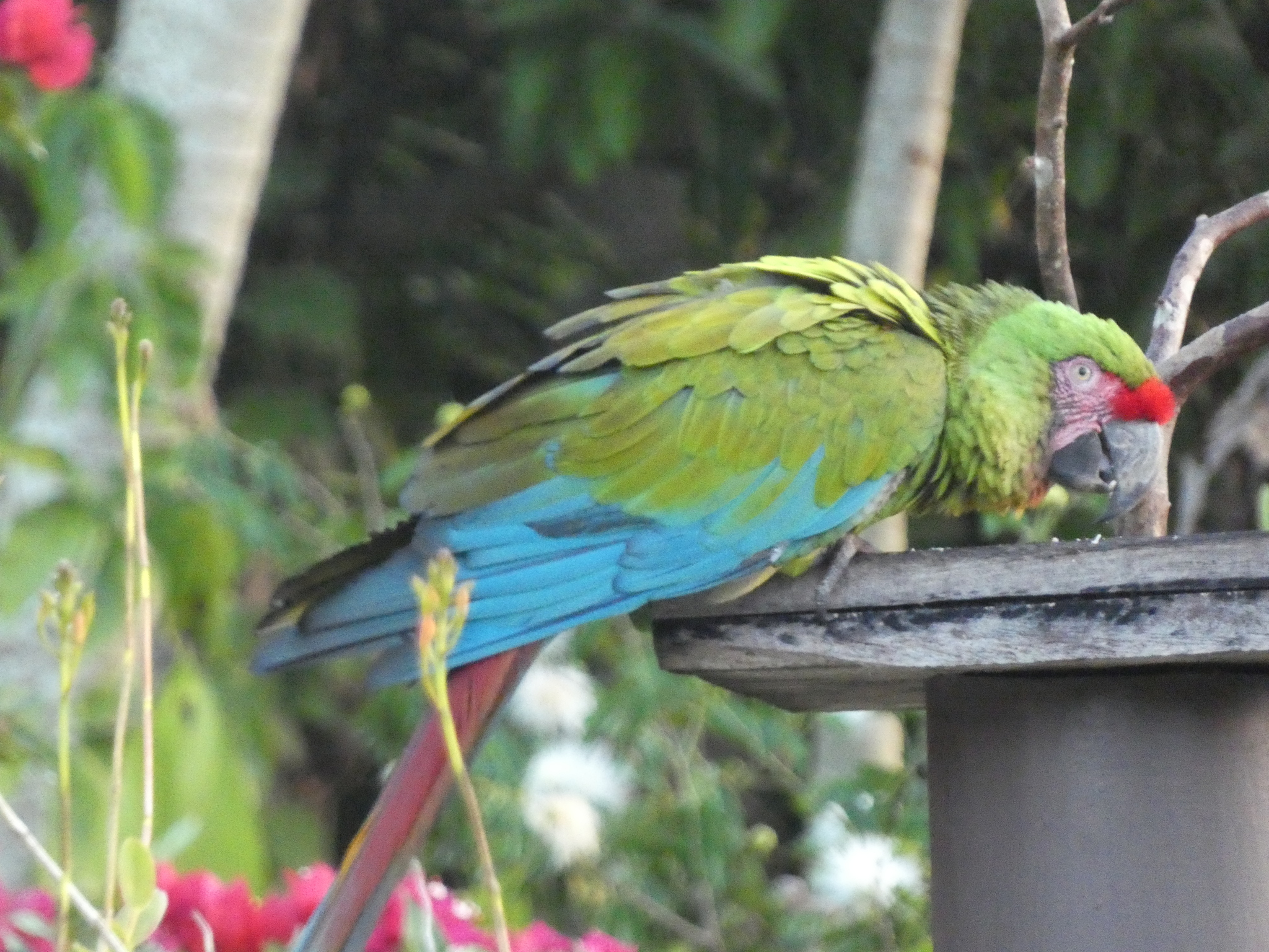 Military Macaw (Ara militaris), photo 1