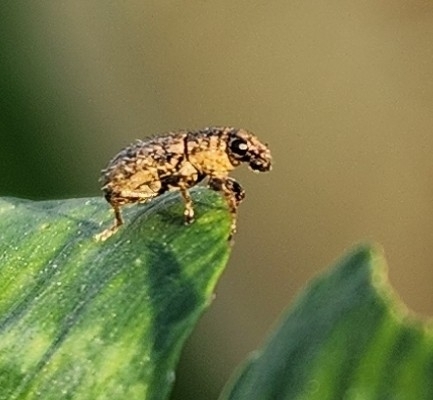 Sitona hispidulus