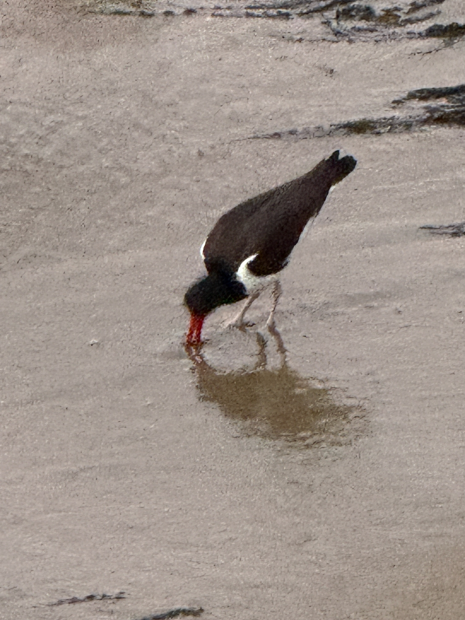 American Oystercatcher (Haematopus palliatus), photo 9