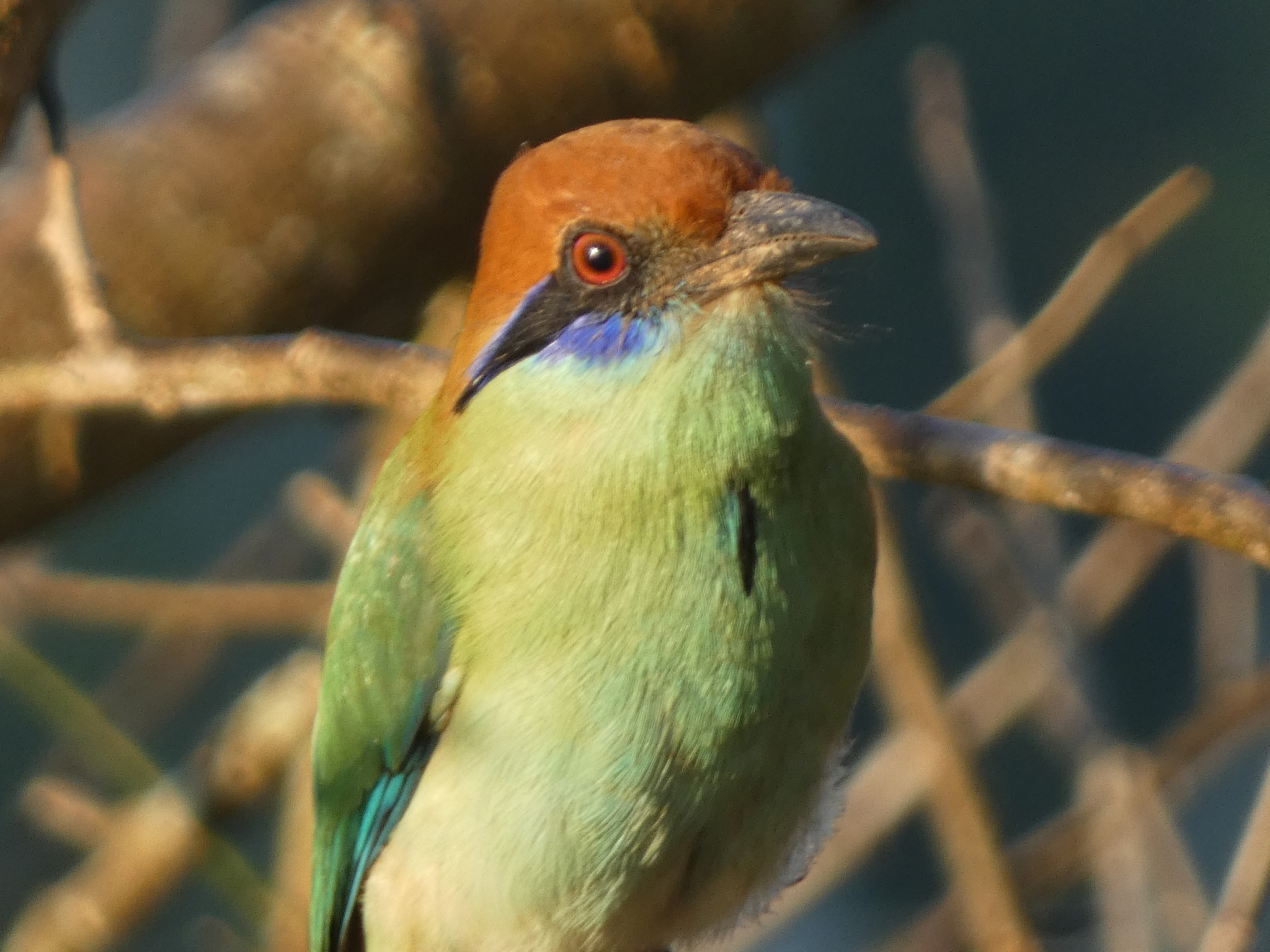 Russet-crowned Motmot (Momotus mexicanus), photo 4