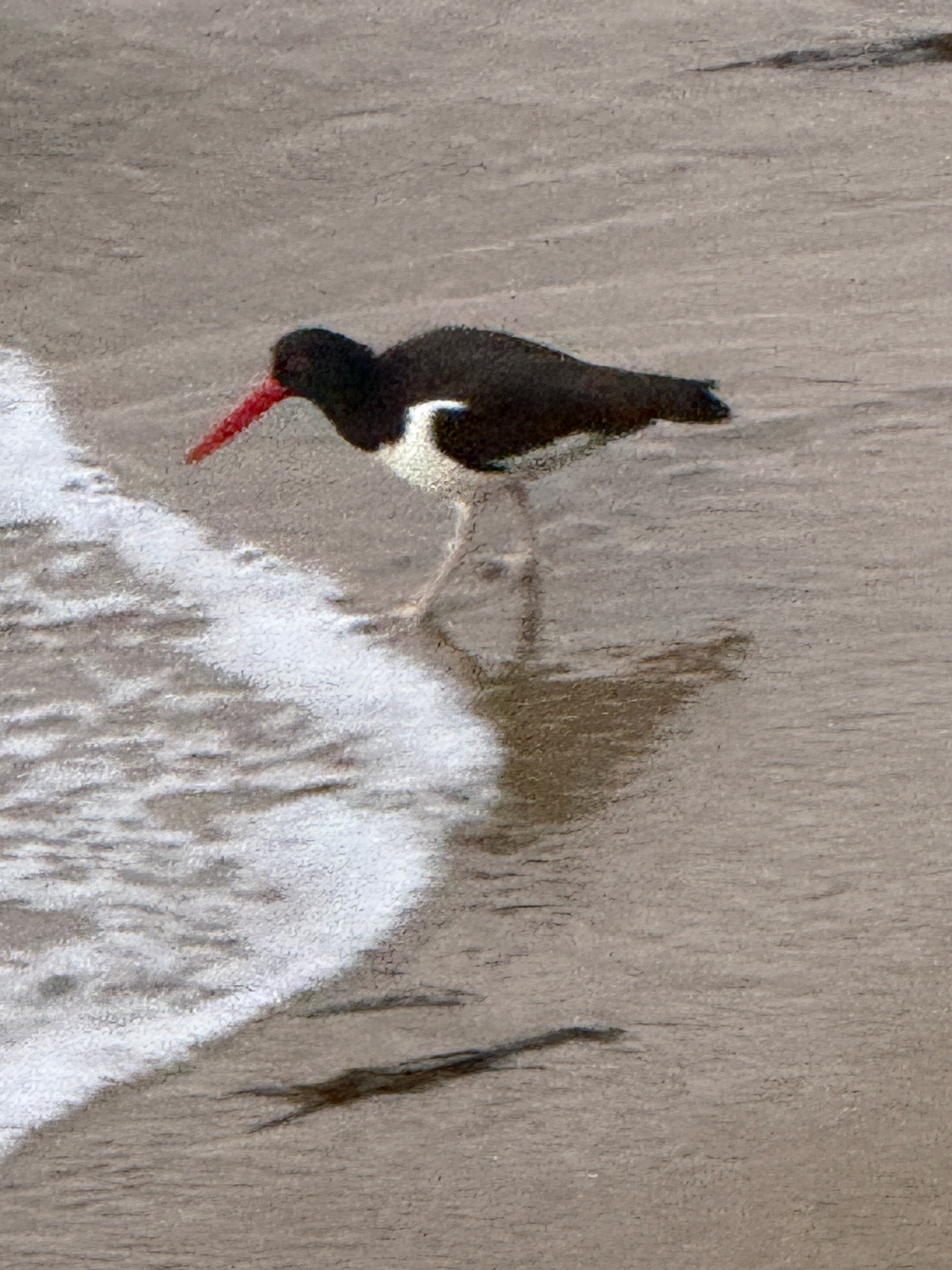 American Oystercatcher (Haematopus palliatus), photo 8