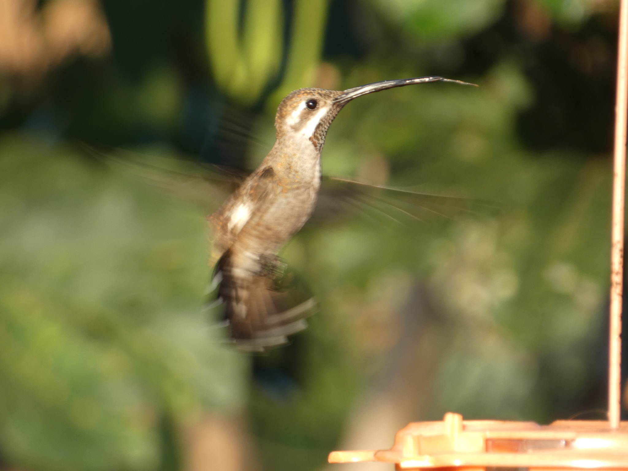 Plain-capped Starthroat (Heliomaster constantii), photo 1