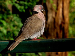 Streptopelia decipiens
