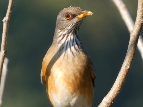 Rufous-backed Thrush (Turdus rufopalliatus)
