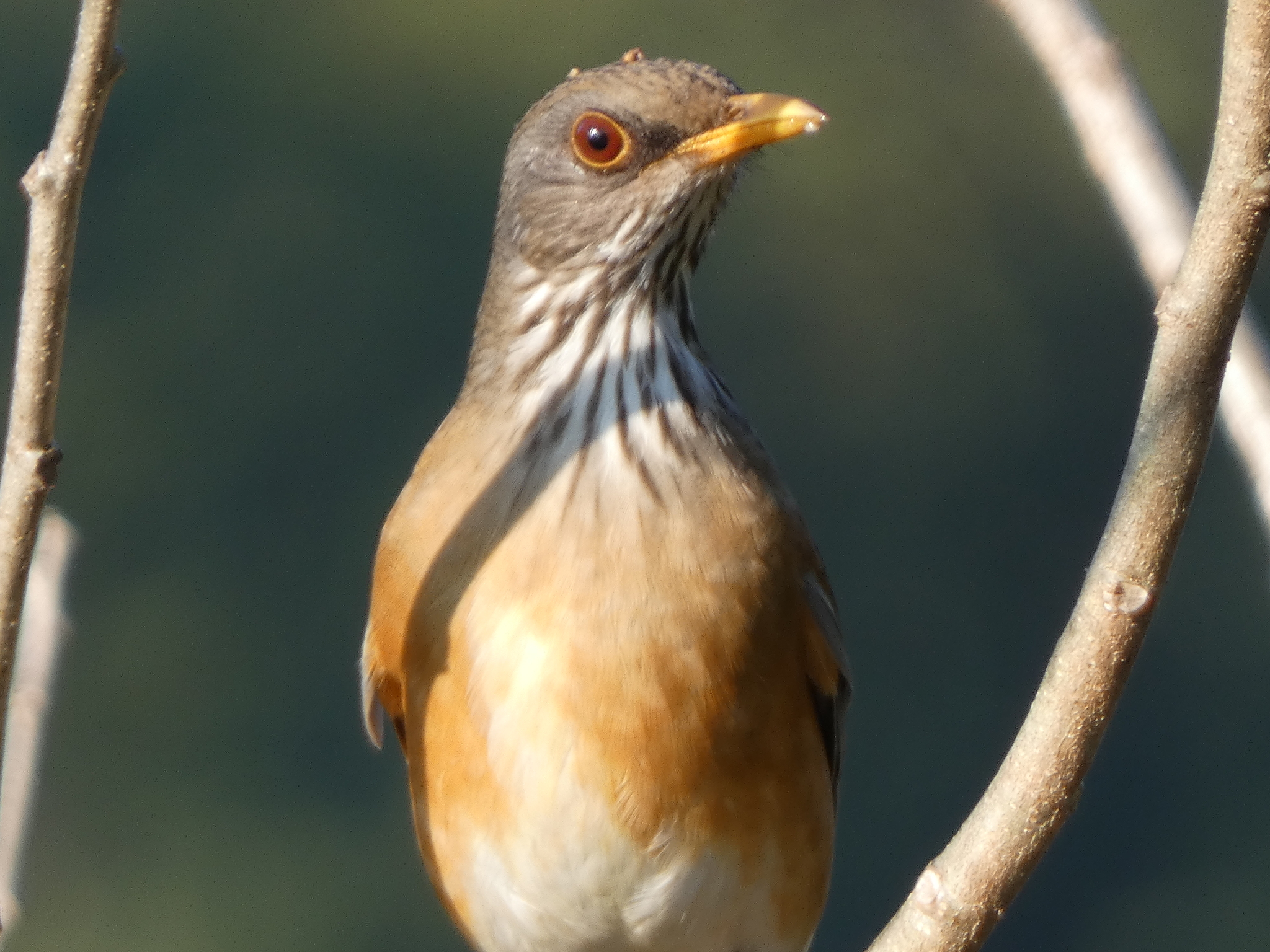 Rufous-backed Thrush (Turdus rufopalliatus), photo 1