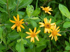 Arnica amplexicaulis