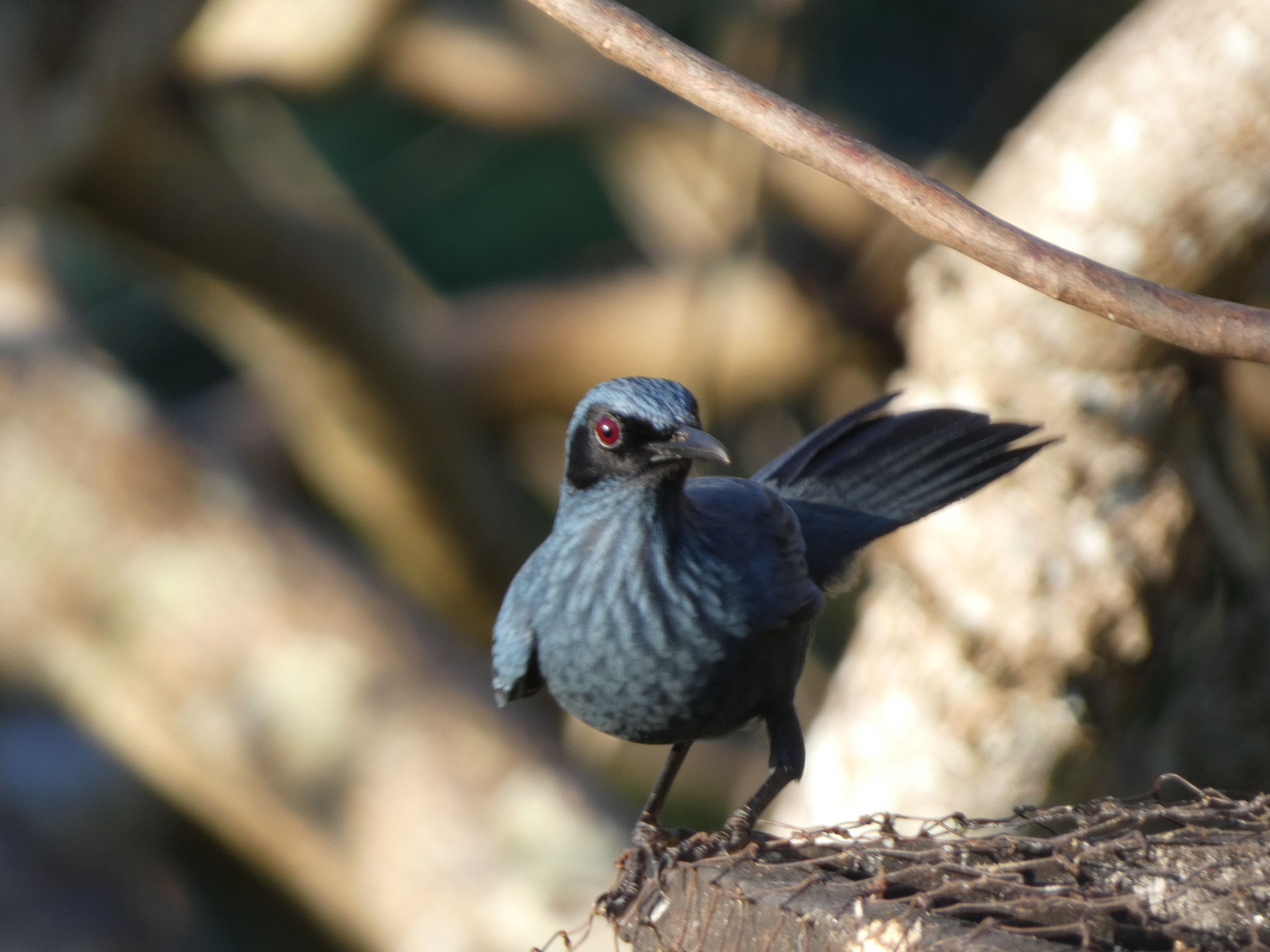 Blue Mockingbird (Melanotis caerulescens), photo 2