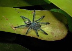 Pachistopelma rufonigrum