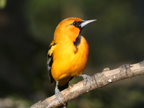 Streak-backed Oriole (Icterus pustulatus), photo 2