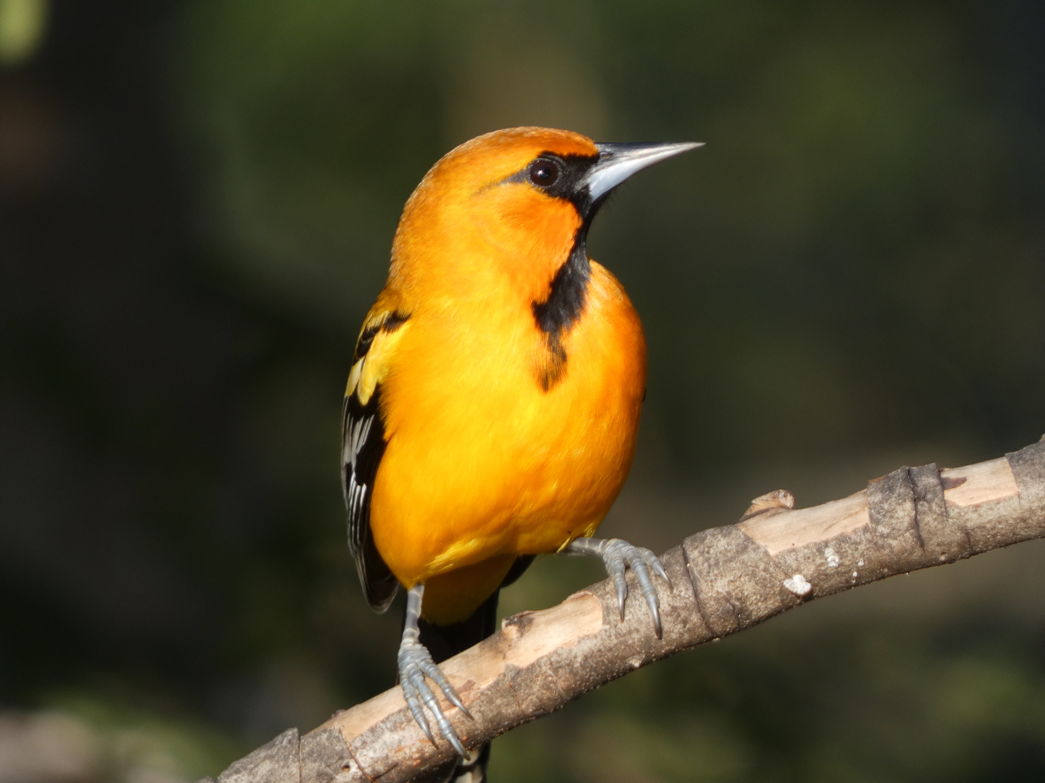 Streak-backed Oriole (Icterus pustulatus), photo 2