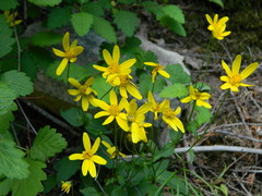Arnica gracilis