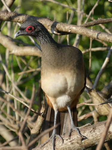 West Mexican Chachalaca (Ortalis poliocephala)
