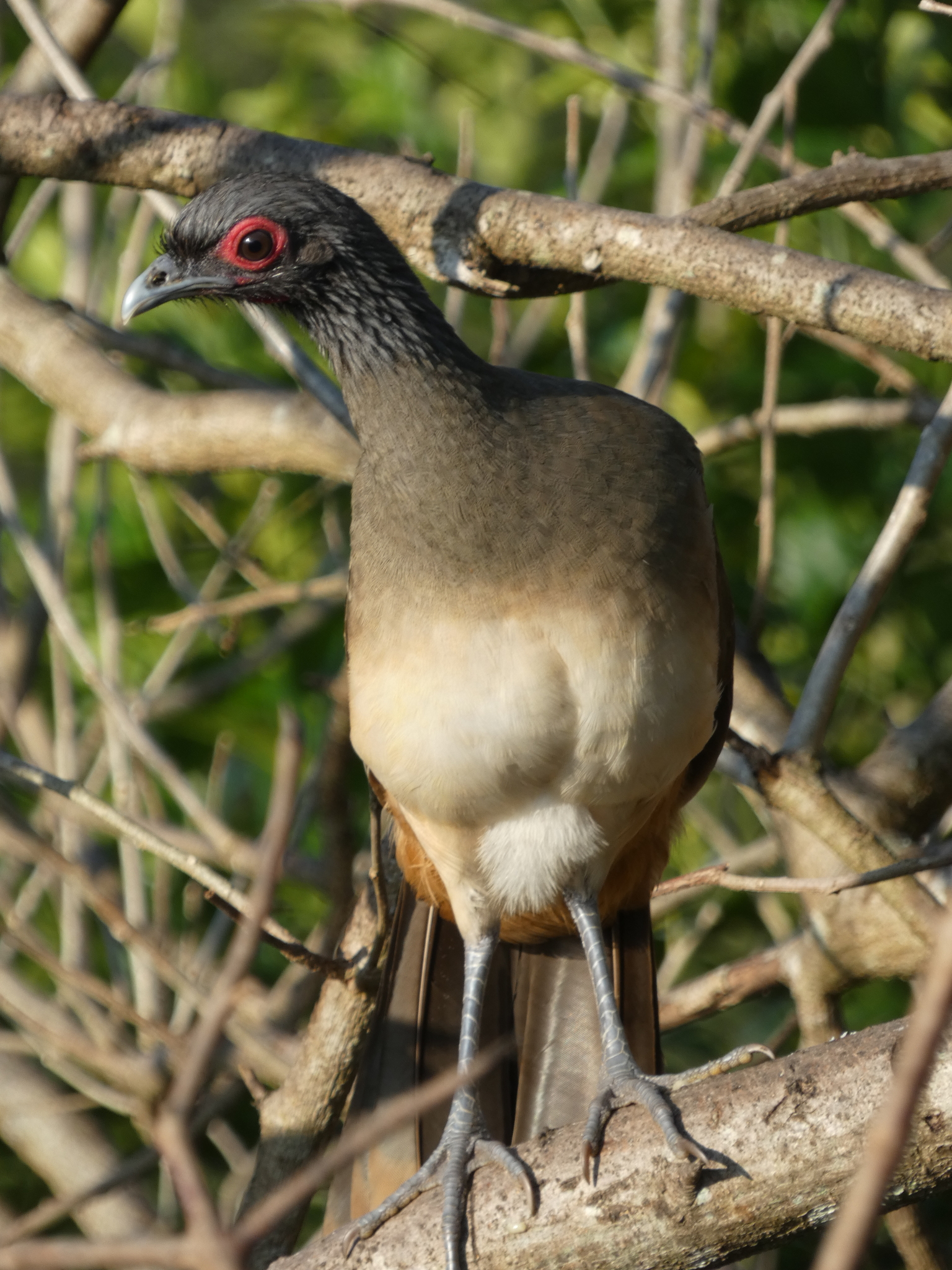 West Mexican Chachalaca (Ortalis poliocephala), photo 1