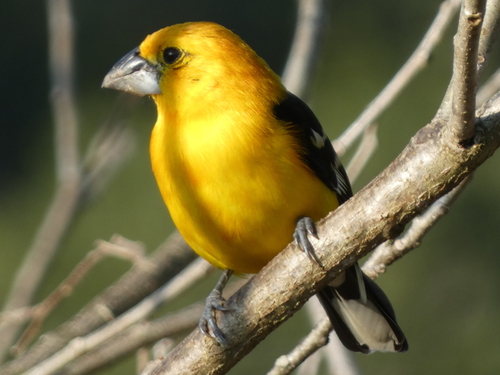 Yellow Grosbeak (Pheucticus chrysopeplus), photo 2