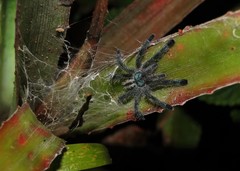 Pachistopelma rufonigrum