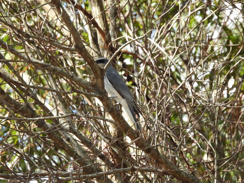 White-bellied Cuckooshrike (Coracina papuensis), photo 3