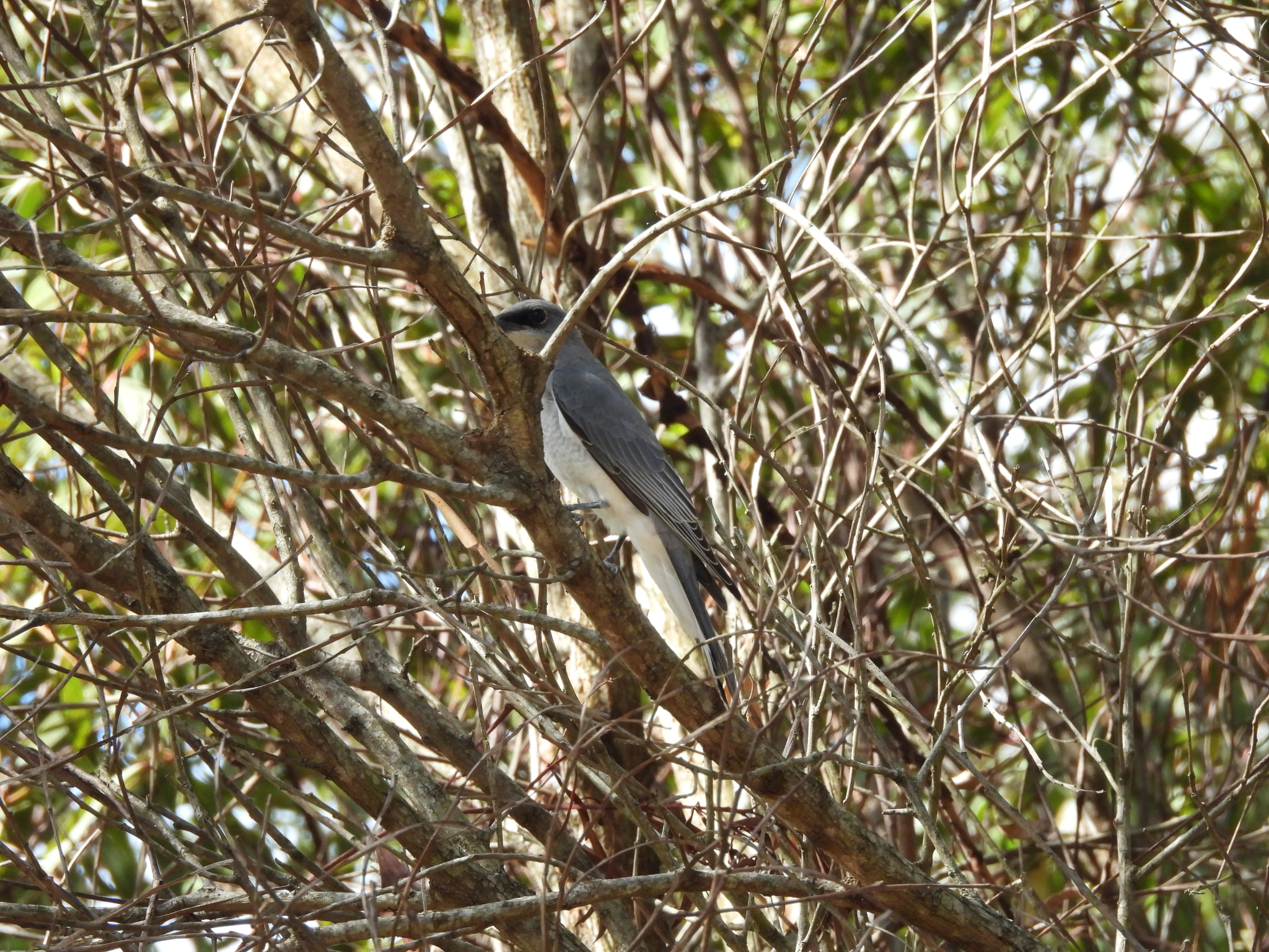 White-bellied Cuckooshrike (Coracina papuensis), photo 3