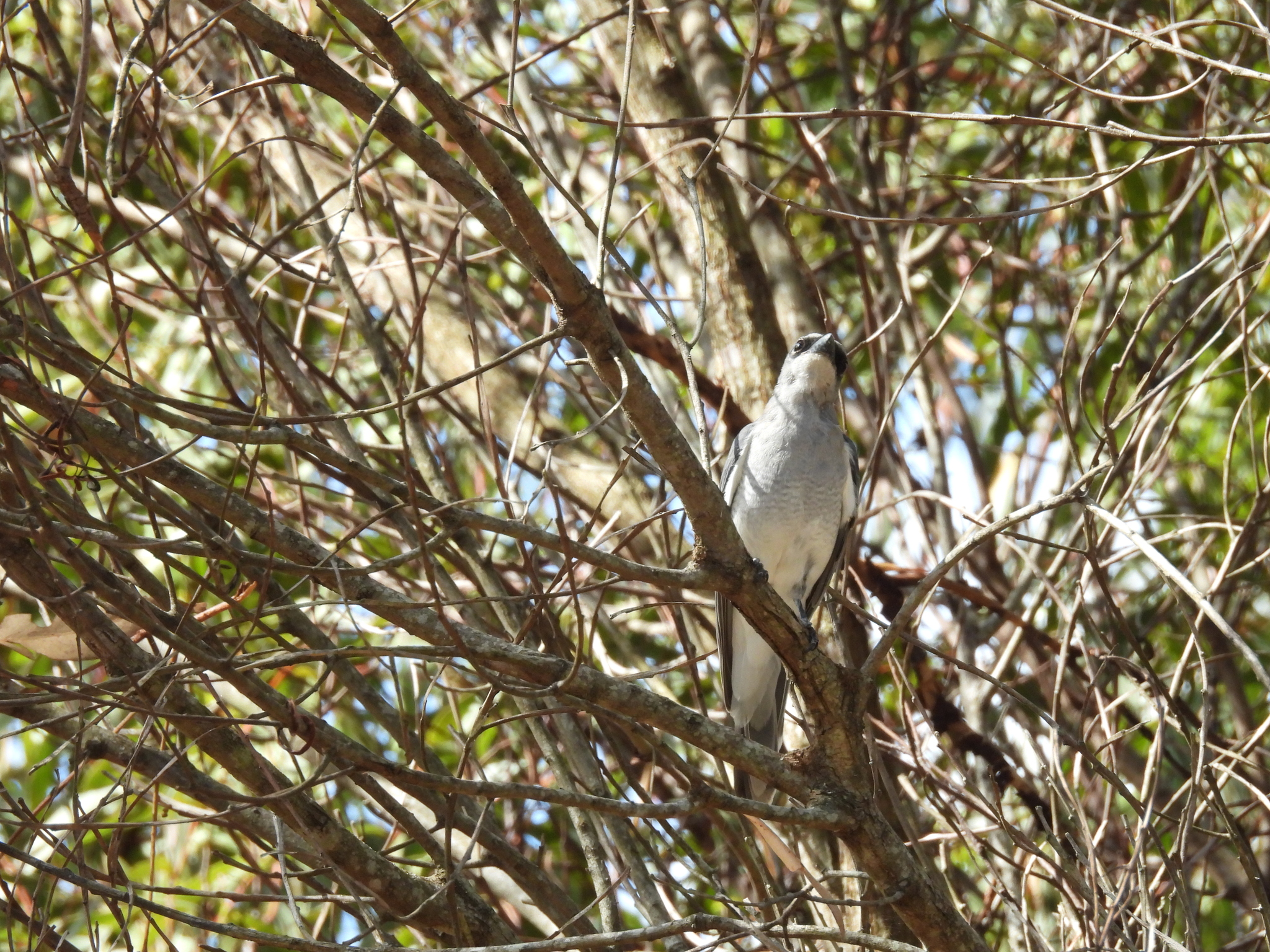 White-bellied Cuckooshrike (Coracina papuensis), photo 10
