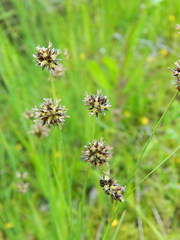 Juncus regelii