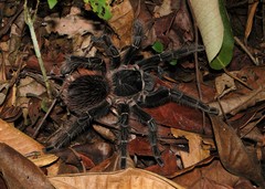 Lasiodora