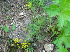 Lomatium brunsfeldianum