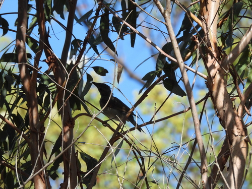 Grey Shrikethrush (Colluricincla harmonica), photo 2