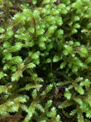 Antitrichia curtipendula