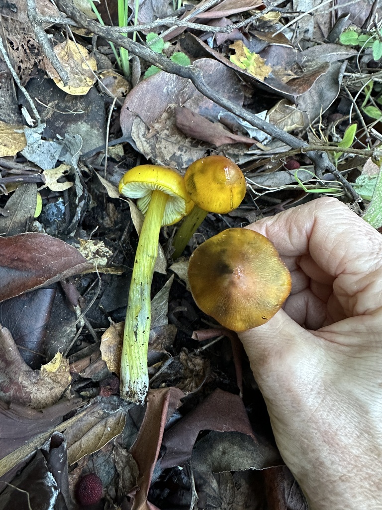 Hygrocybe singeri · January 2026 · photo: © ocean_beach_goth (iNaturalist, cc-by)