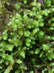 Antitrichia curtipendula