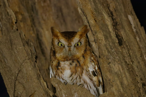 Eastern Screech Owl (Megascops asio), photo 5