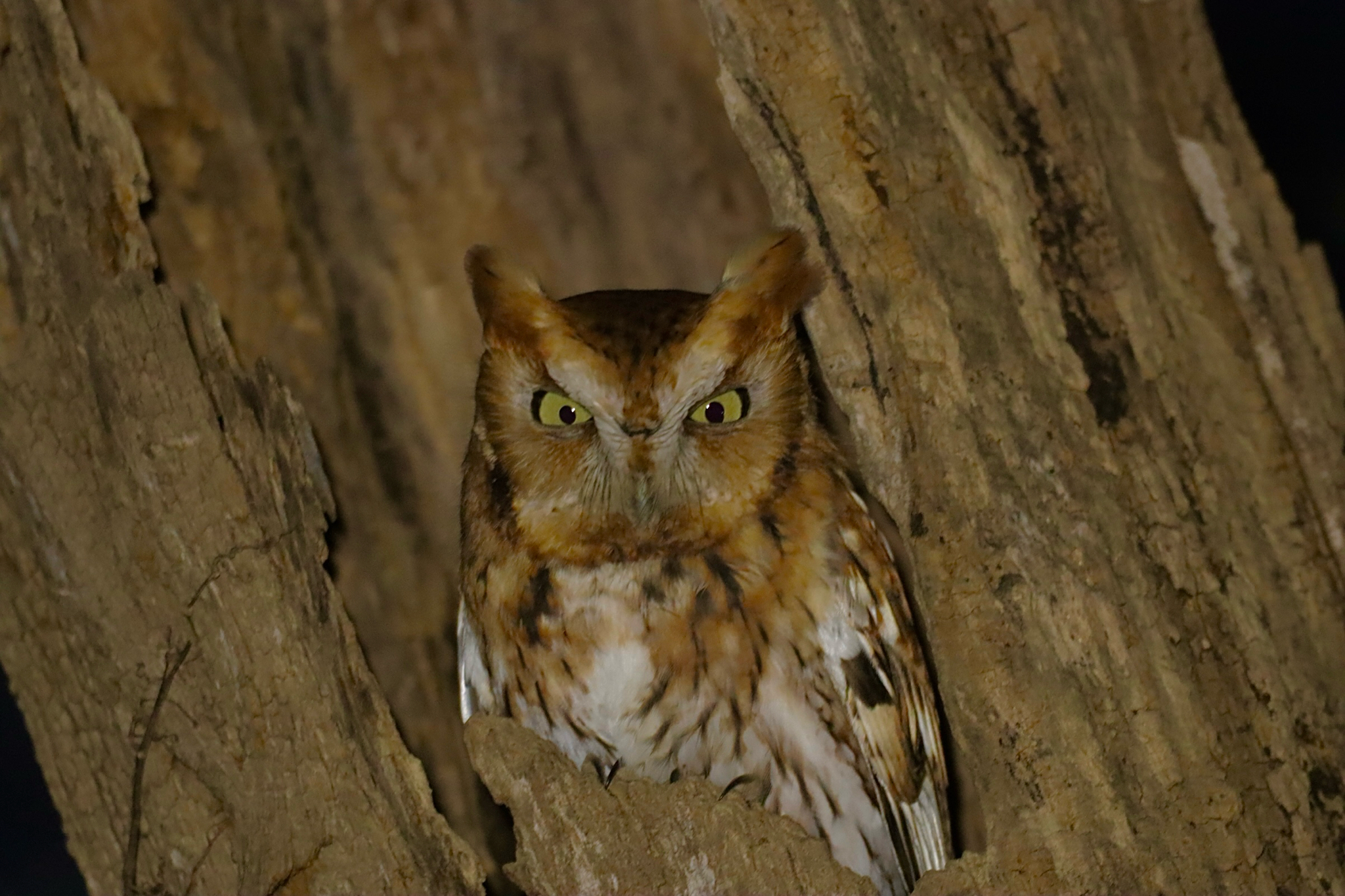 Eastern Screech Owl (Megascops asio), photo 5