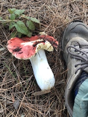 Russula californiensis