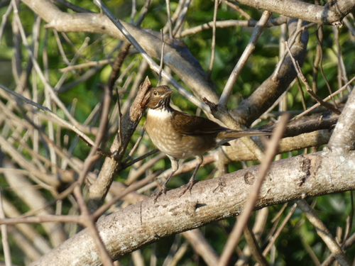 White-throated Thrush (Turdus assimilis), photo 4