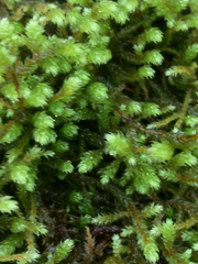 Antitrichia curtipendula