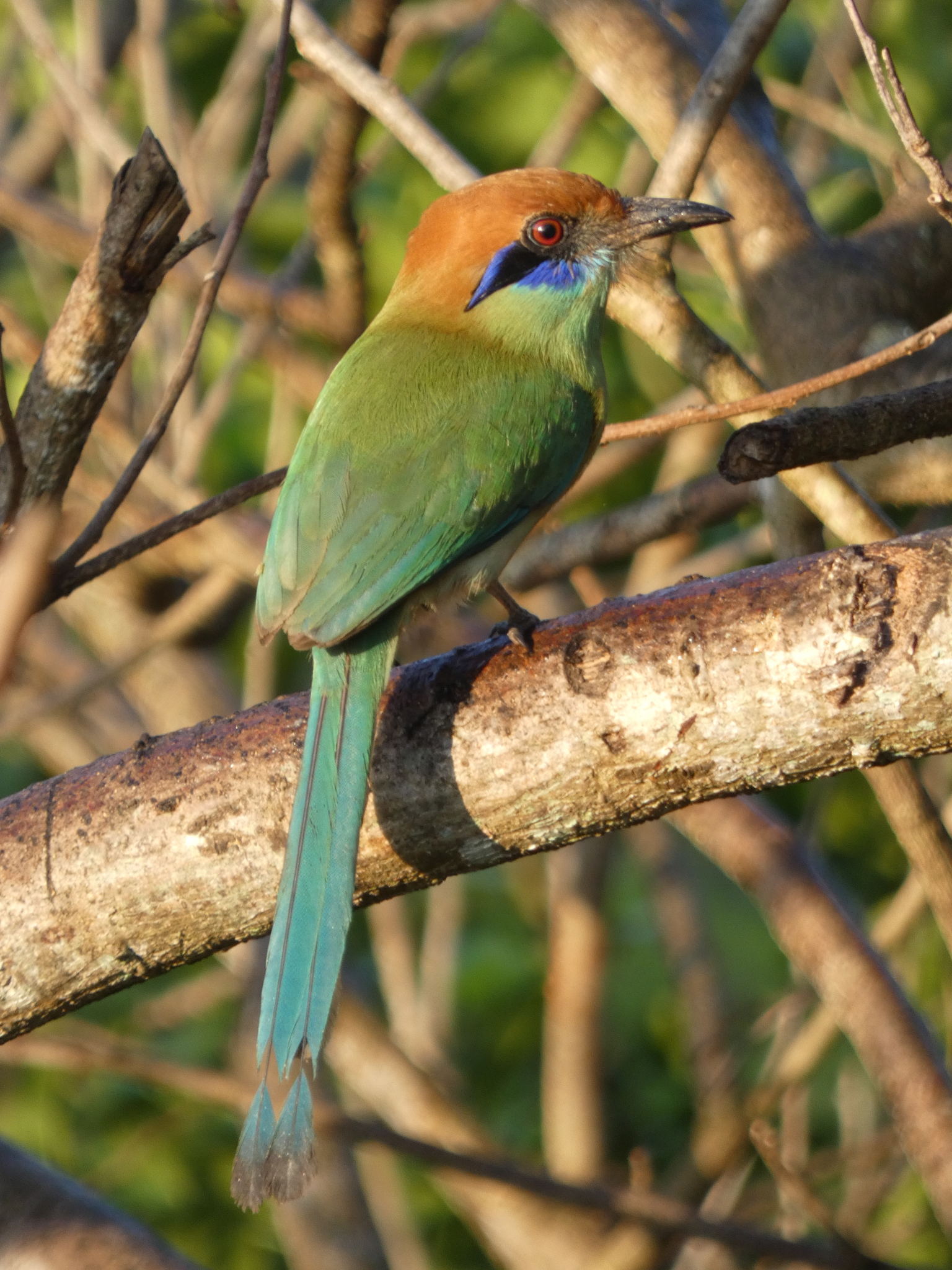 Russet-crowned Motmot (Momotus mexicanus), photo 5