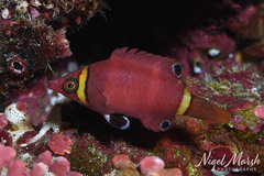 Sharpnose Wrasse photo 1