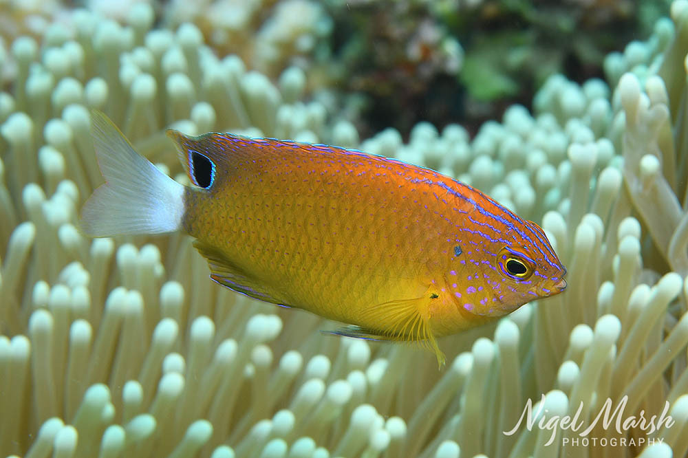 Damselfish (Pomacentrus bankanensis) — Pomacentridae