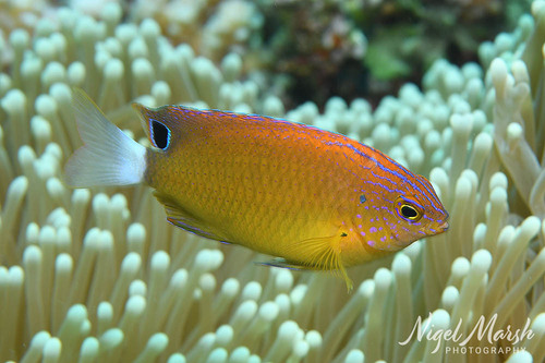 Damselfish (Pomacentrus bankanensis) — Pomacentridae