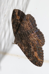 Anisoneura salebrosa