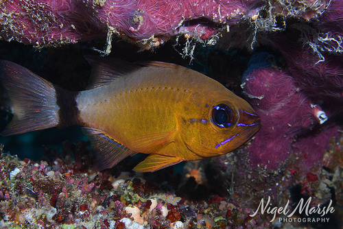 Ostorhinchus aureus
