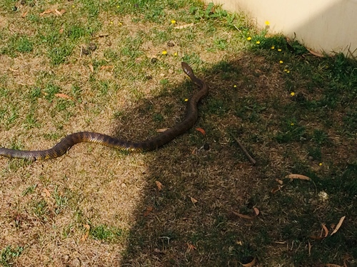 Tiger Snake sighting