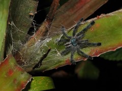 Pachistopelma rufonigrum