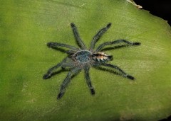 Pachistopelma rufonigrum
