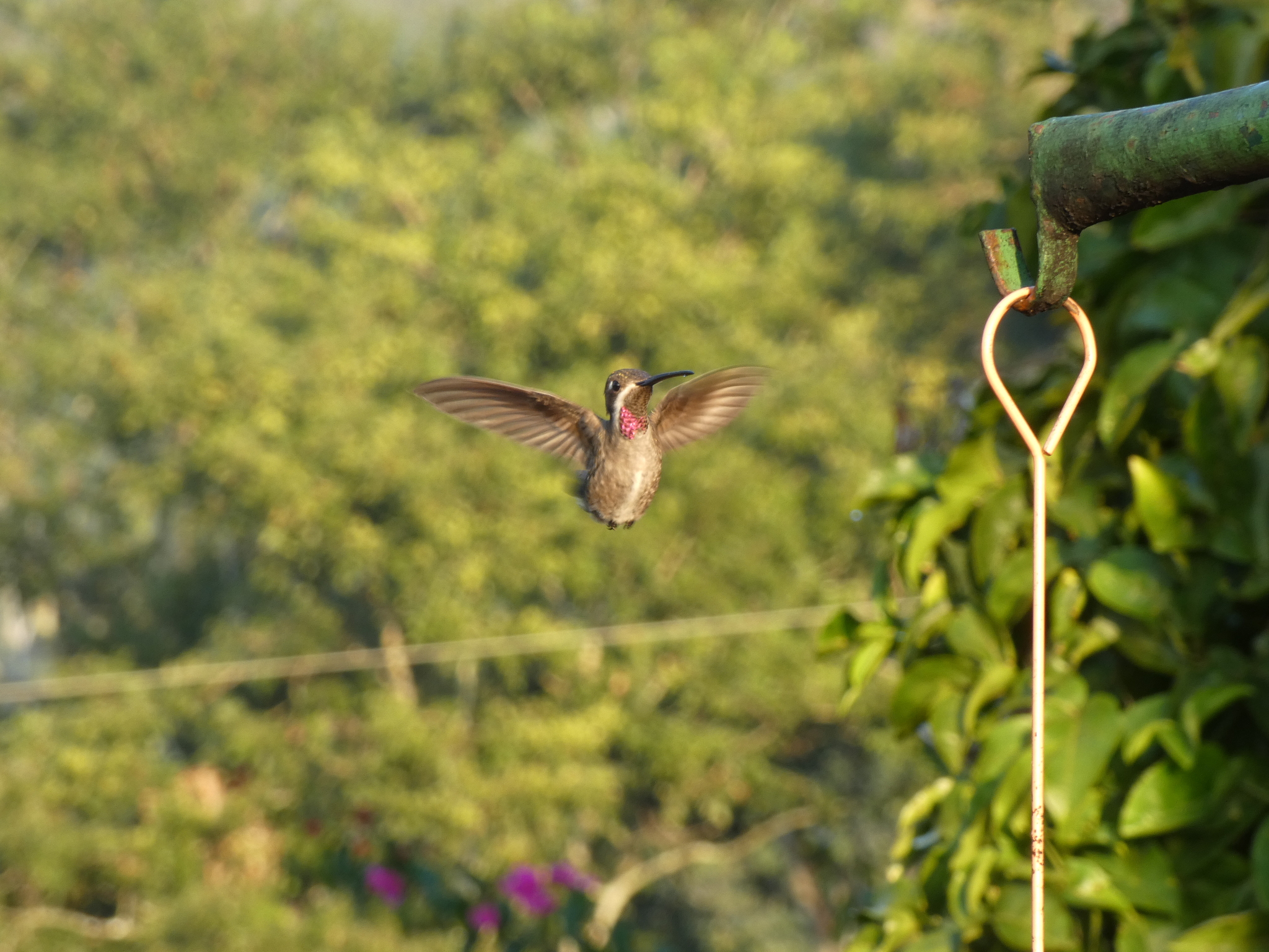 Plain-capped Starthroat (Heliomaster constantii), photo 2