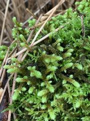 Antitrichia curtipendula