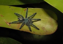 Pachistopelma rufonigrum